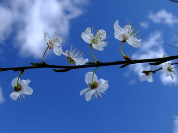 Blossoms against sky