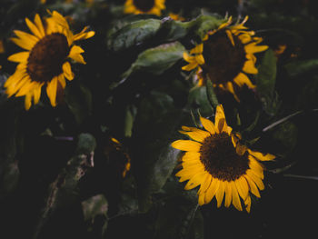 Close-up of sunflower on plant