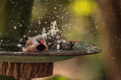 Close-up of water splashing on glass