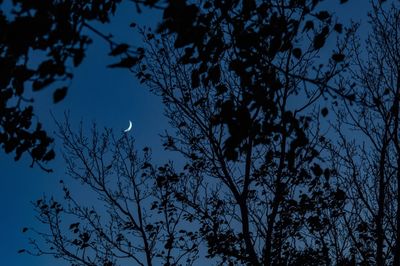 Low angle view of silhouette tree against sky at night