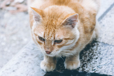 Close-up of cat on footpath