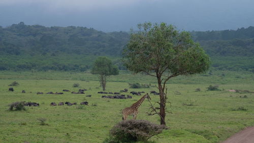 Scenic view of green landscape