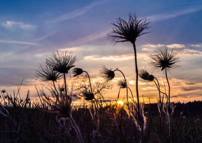 Close-up of silhouette plants on field against sunset sky