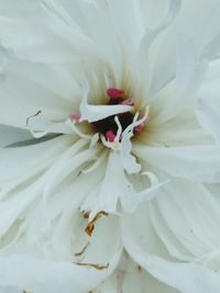 Close-up of white flower
