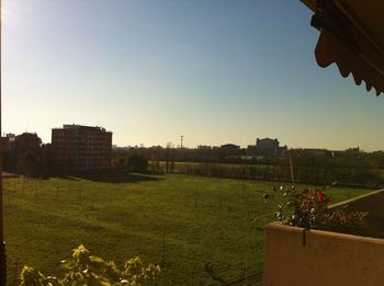 Plants growing on field against clear sky