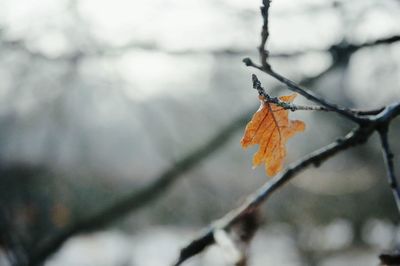 Close-up of leaf on twig