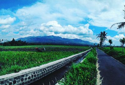 Scenic view of agricultural field against sky