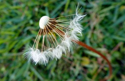 Close-up of white dandelion flower