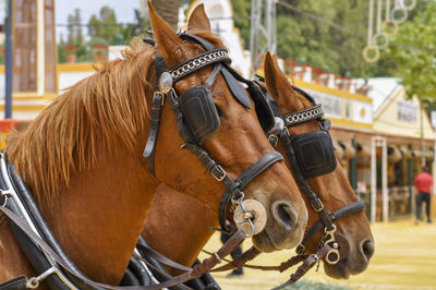 Close-up of horse standing outdoors