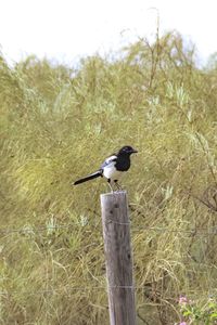 Bird perching on wooden post