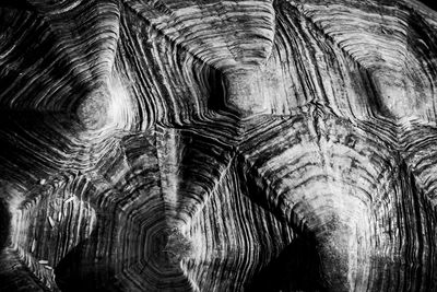 Full frame shot of tree trunk