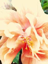 Close-up of flower blooming outdoors