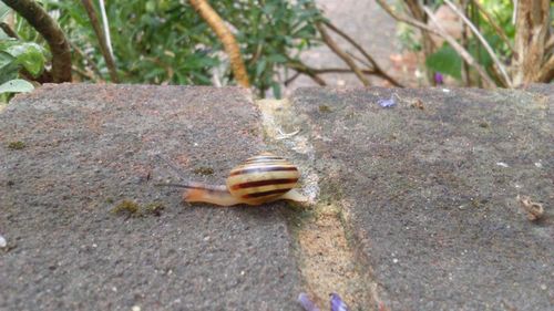 Close-up of snail