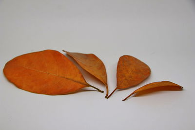 Close-up of dry leaves on white background