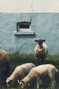 View of sheep on wall