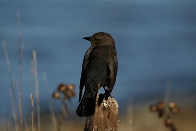 Bird perching on wooden post