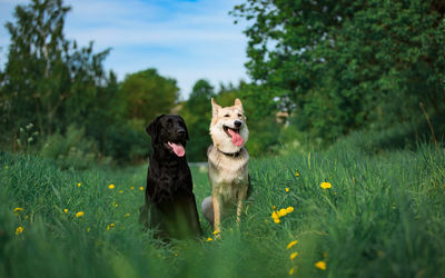 View of dog on field