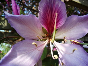 Close-up of pink flower