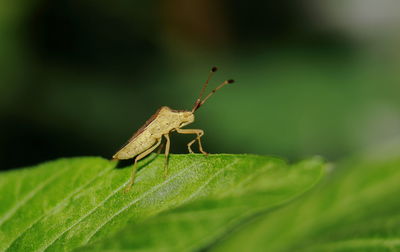 Close-up of insect on leaf