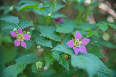 Close-up of purple flowering plant