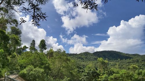 Low angle view of trees against sky