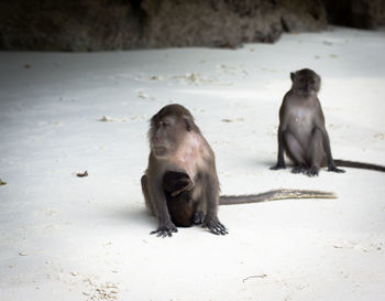 Monkeys sitting on a land