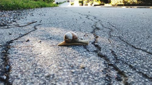 Close-up of snail on road