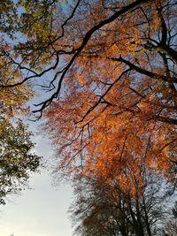 Low angle view of autumnal trees against sky