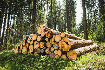 Stack of logs in forest