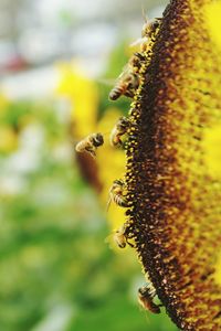 Close-up of bee pollinating on yellow flower