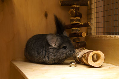 Cute gray chinchilla in a cage