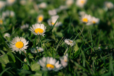 Close-up of yellow cosmos flowers blooming on field