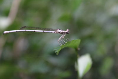 Close-up of an insect on plant