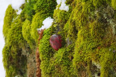 Close-up of moss on tree trunk