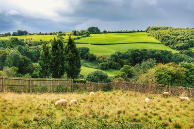 View of sheep grazing on field against sky