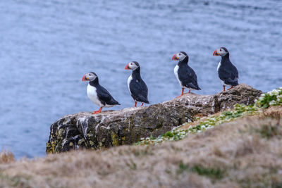 Birds perching on rock