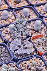 High angle view of flowering plants on pebbles