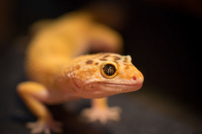 Close-up of lizard on surface