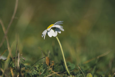 Close-up of white flower on field