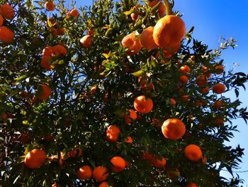 Low angle view of orange fruits on tree