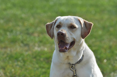 Close-up portrait of dog sitting on grass