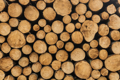 Stack of logs outdoors 