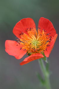 Close-up of red orange flower