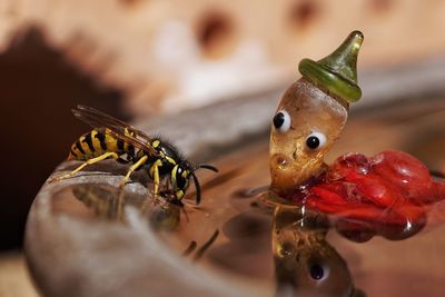 Close-up of ladybug