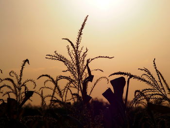 Silhouette plants growing on field against sky during sunset