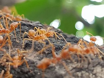 Close-up of spider on plant