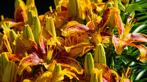 Close-up of yellow flowering plants