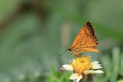 Close-up of butterfly pollinating on flower