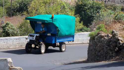 Horse cart on road by trees