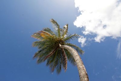 Low angle view of palm tree against blue sky